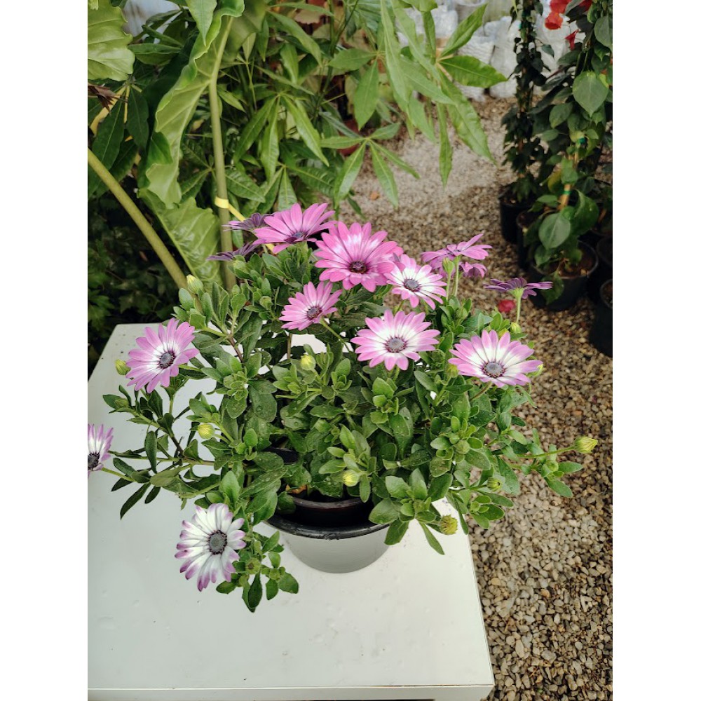 Διμορφοθήκη