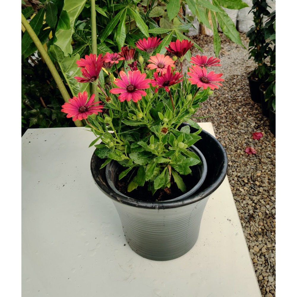 Διμορφοθήκη