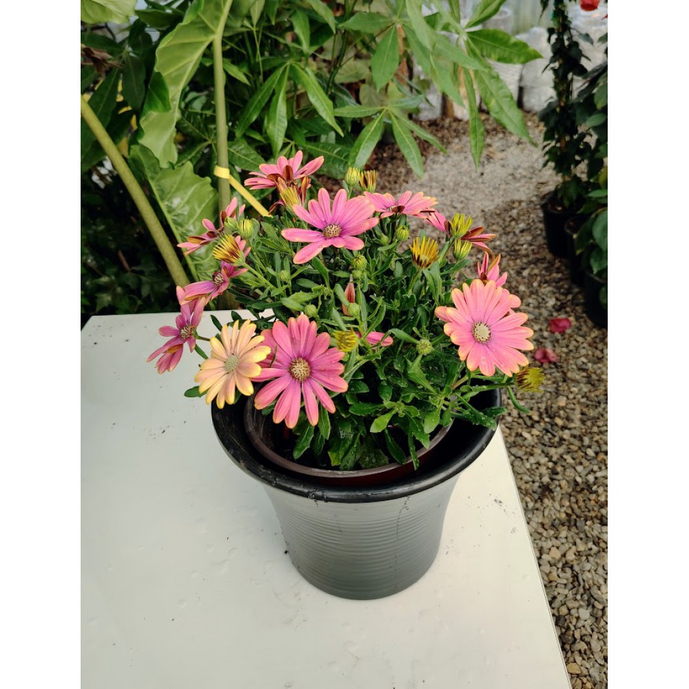 Διμορφοθήκη