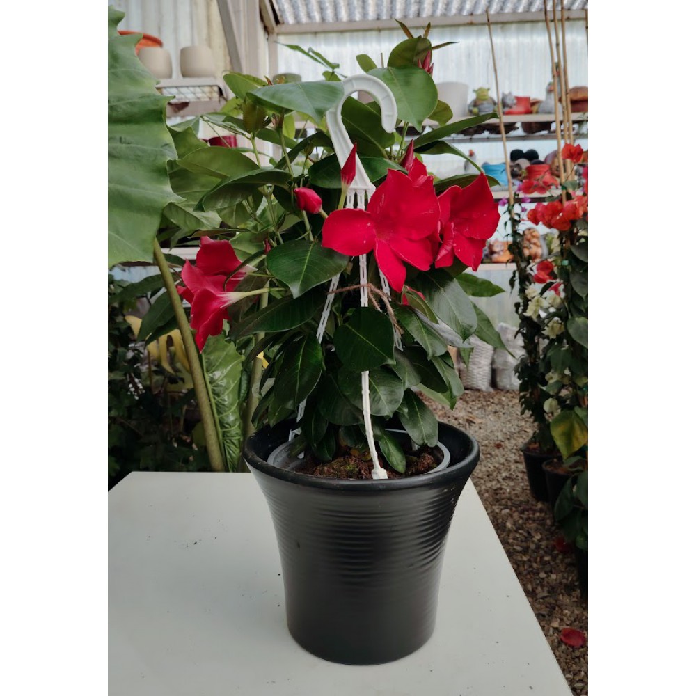 Διπλαδενια 