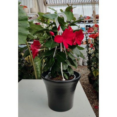 Διπλαδενια 