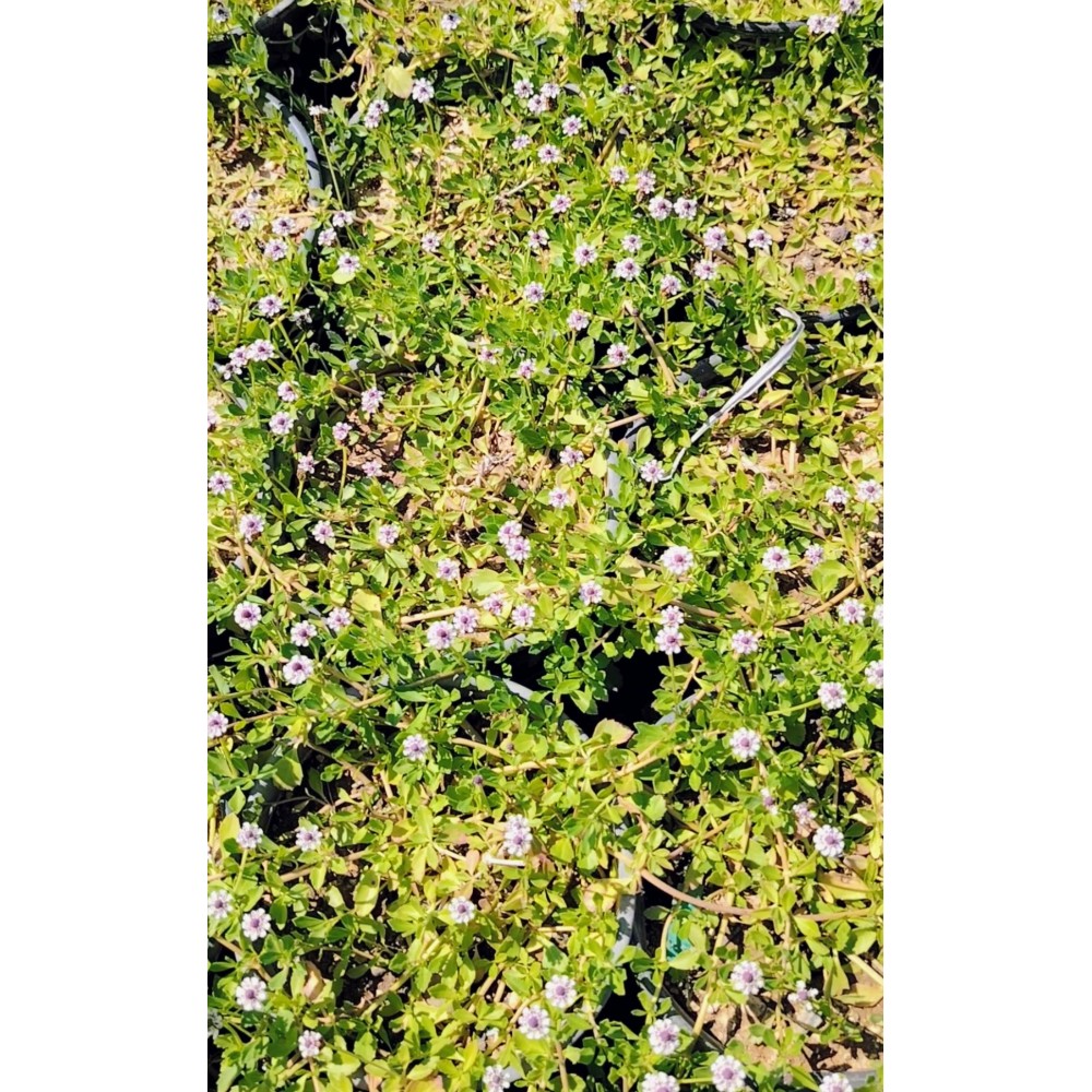 Λίππια (Lippia nodiflora) φυτό σε 2 λίτρα γλάστρα 