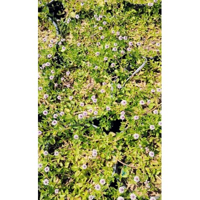 Λίππια (Lippia nodiflora) φυτό σε 2 λίτρα γλάστρα 