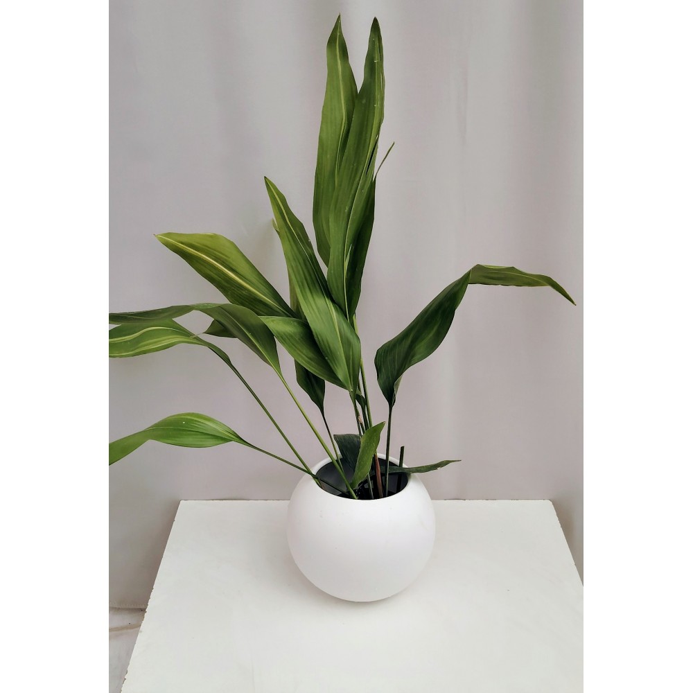  Ασπιδιστρα 