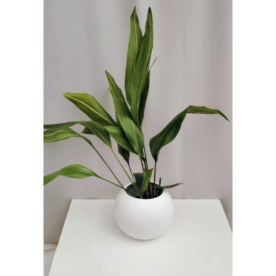  Ασπιδιστρα 