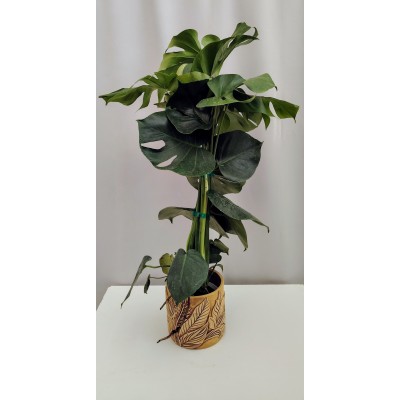 Μονστερα (monstera delisiosa) 1,5 λίτρο 