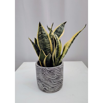 Σανσιβερια (trifasciata) 