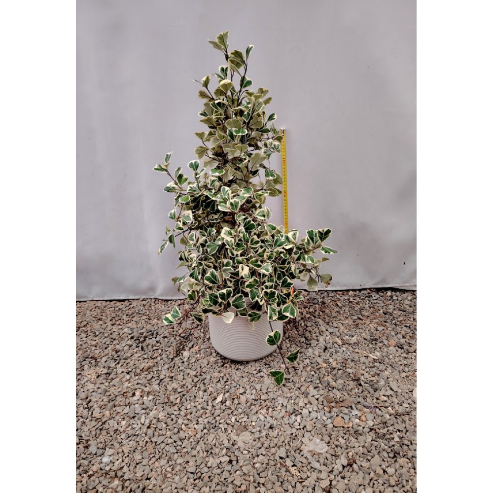 Συκια του Ναταλ δίχρωμος (Ficus natalensis variegata) Φυτά εσωτερικού χώρου