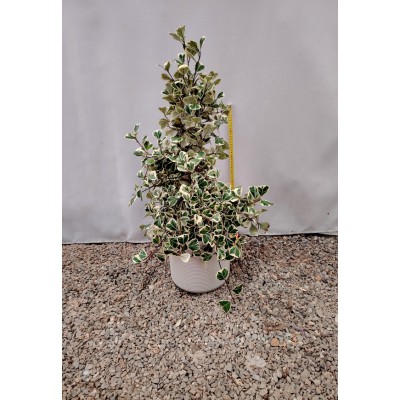 Συκια του Ναταλ δίχρωμος (Ficus natalensis variegata)