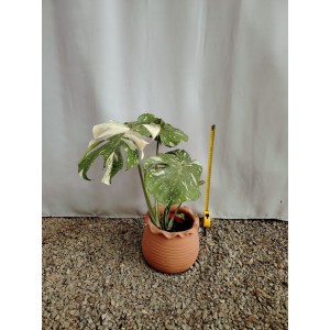 Μονστερα δίχρωμη (Monstera deliciosa ‘Thai Constellation’) Φυτά εσωτερικού χώρου
