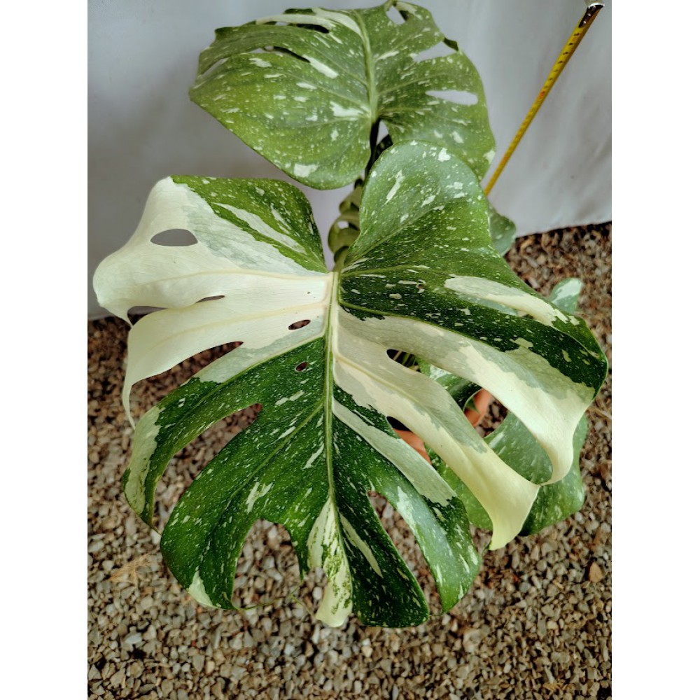 Μονστερα δίχρωμη (Monstera deliciosa ‘Thai Constellation’) Φυτά εσωτερικού χώρου
