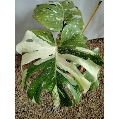 Μονστερα δίχρωμη (Monstera deliciosa ‘Thai Constellation’)