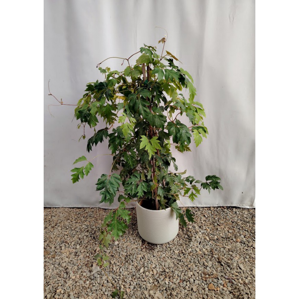 Σίσσους (Siccus alata) Αναρριχώμενα