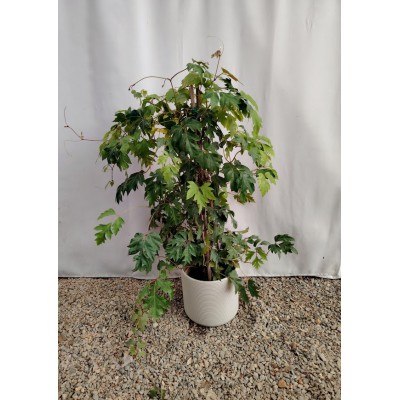 Σίσσους (Siccus alata)