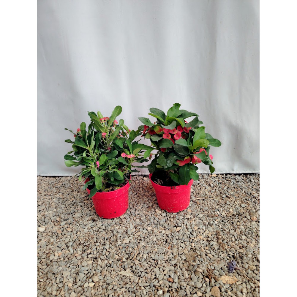 Αγκαθακι του Χριστου (Euphorbia milii) κόκκινη Φυτά ανθεκτικά στην ημισκια 
