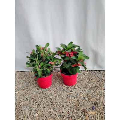 Αγκαθακι του Χριστου (Euphorbia milii) κόκκινη