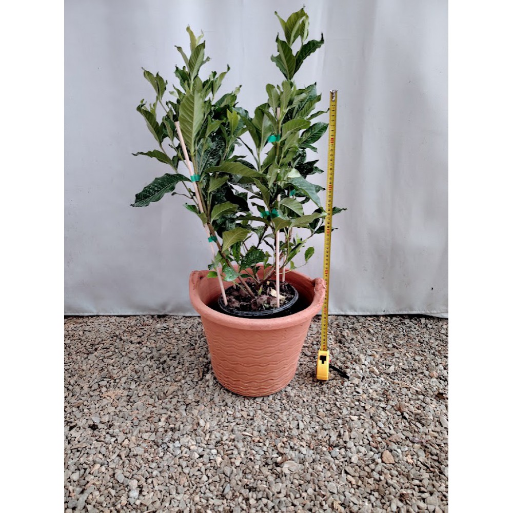 Γαρδενια Ιταλικη (Gardenia grandiflora) Φυτά ανθεκτικά στην ημισκια 