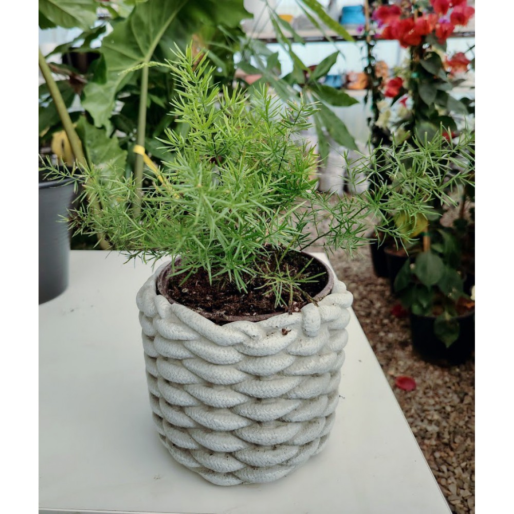 Σπαράγγι καλλωπιστικό 