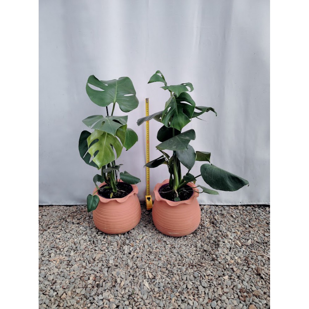 Μονστερα (monstera delisiosa) Προσφορα οι 2 16 Φυτά εσωτερικού χώρου