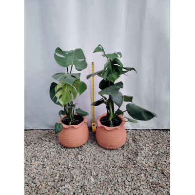 Μονστερα (monstera delisiosa) Προσφορα οι 2 16