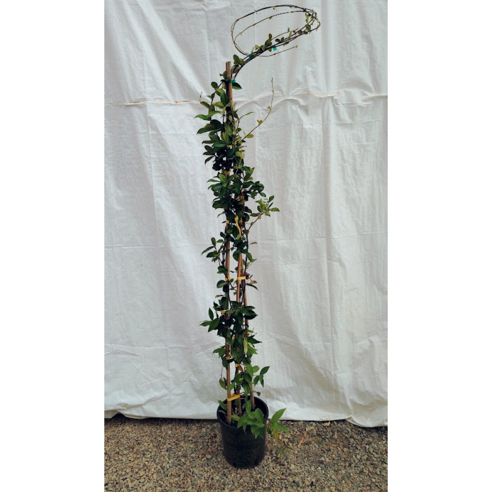 Ρυγχοσπερμο (Trachelospermum jasminoides) 2,5 μετρα ύψος Αναρριχώμενα