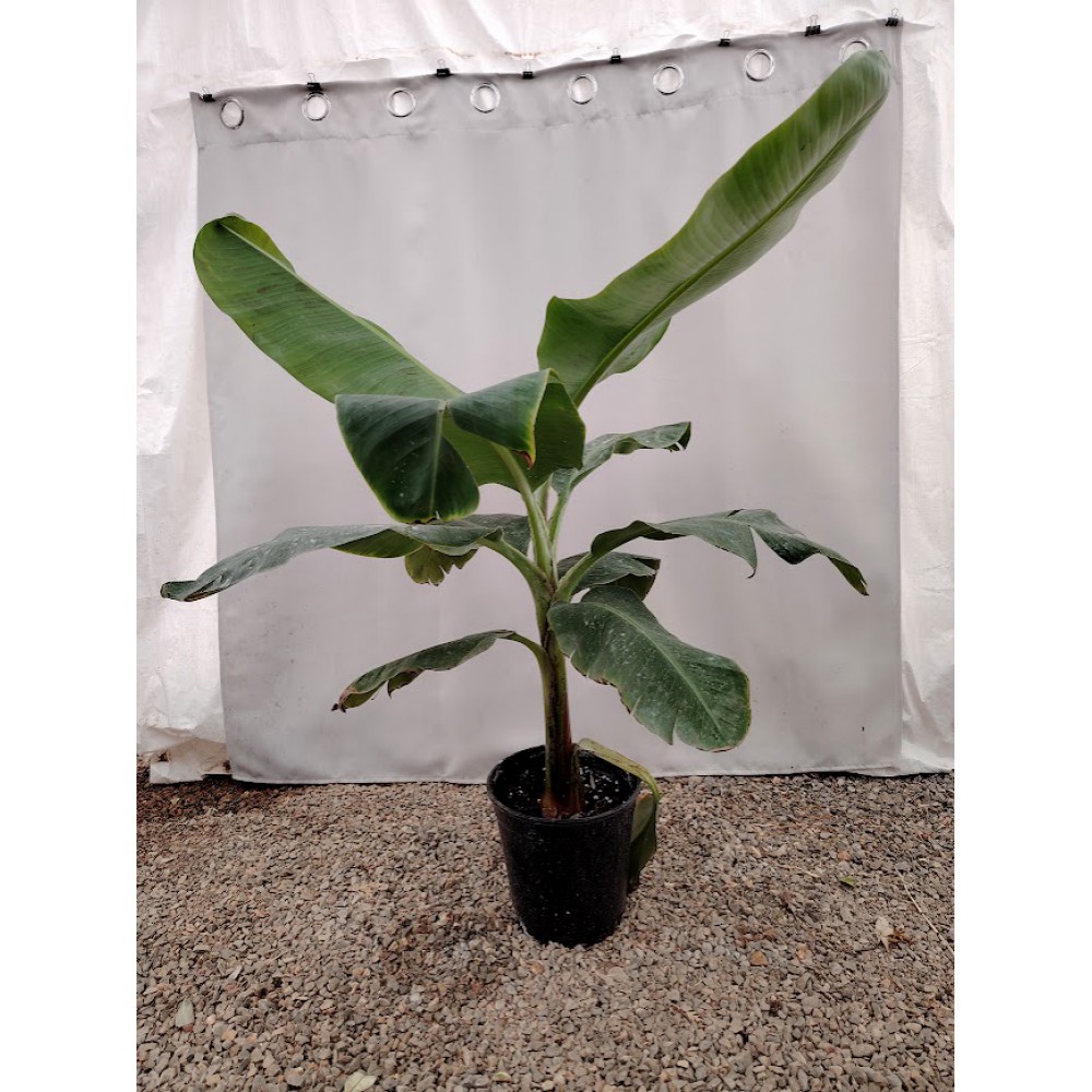 Μπανανια (Musa sp) Φυτά για παραθαλάσσιες περιοχές 