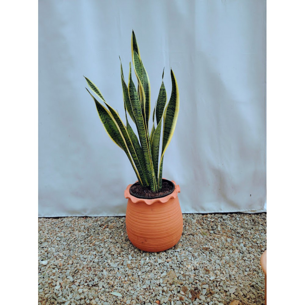 Σανσιβερια (trifasciata) 50 cm υψος Φυτά εσωτερικού χώρου