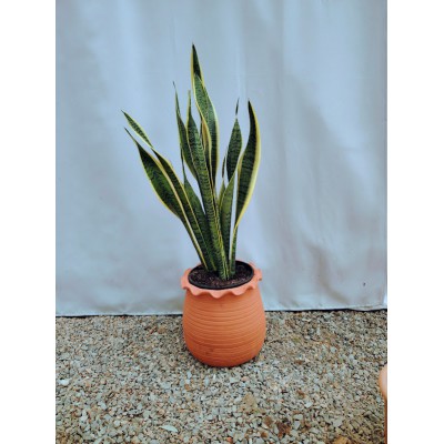 Σανσιβερια (trifasciata) 50 cm υψος